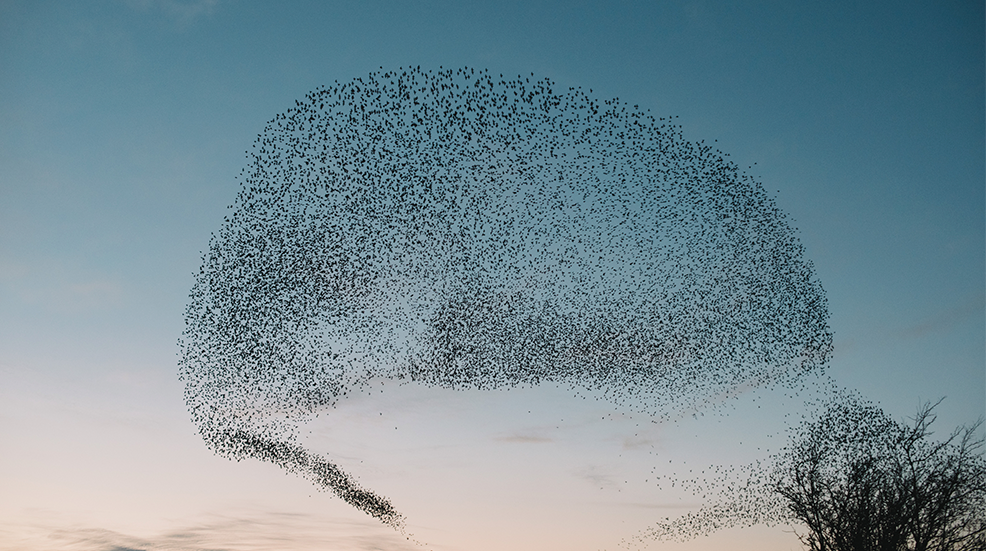 Peachy and blue sky with a starling murmuration in the shape of a speech bubble.